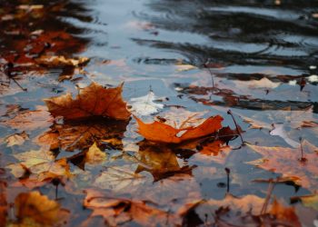 EGLD anticipates a 15% drop following the explosive run