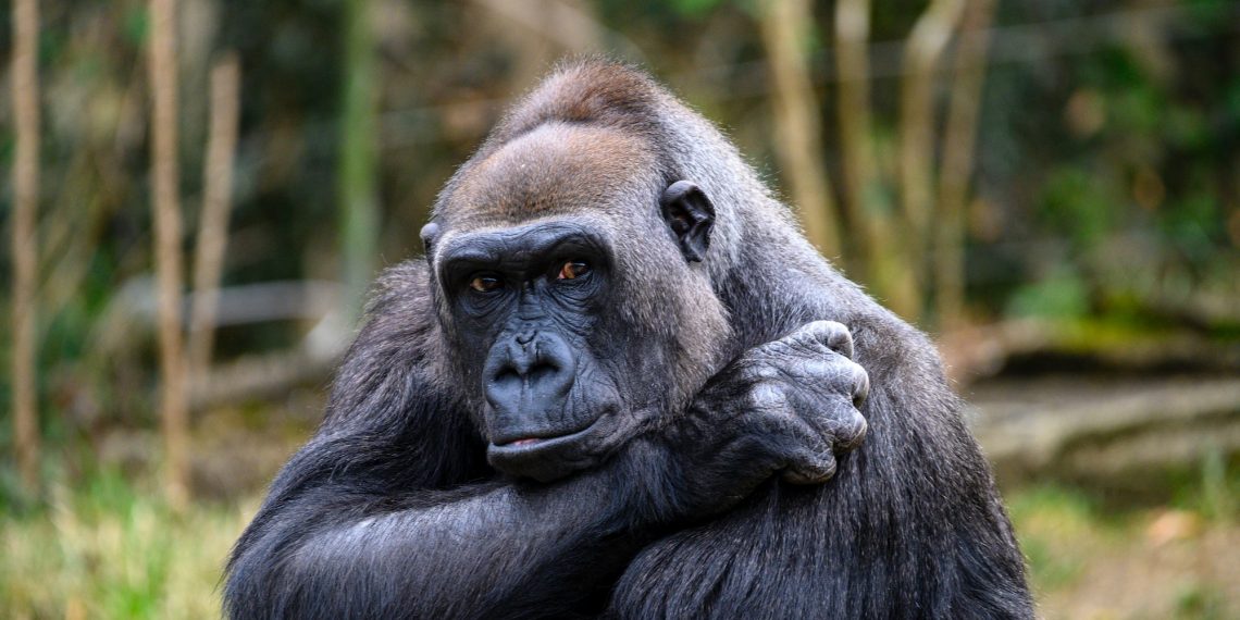 ApeCoin price targets $6 as retail traders place short bets