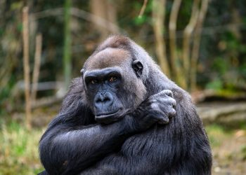 ApeCoin price targets $6 as retail traders place short bets