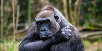 ApeCoin price targets $6 as retail traders place short bets