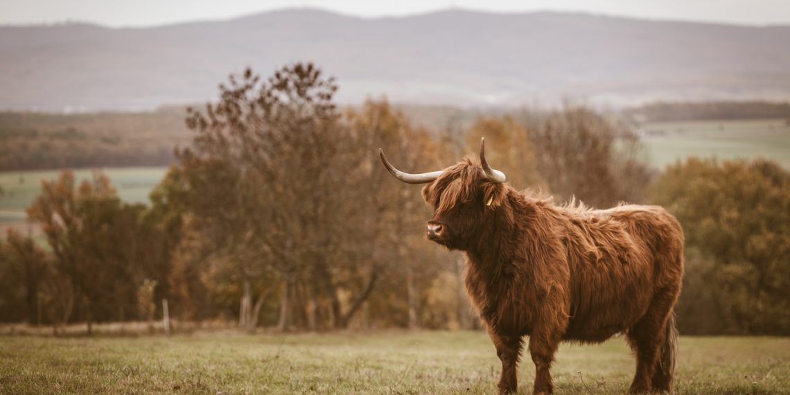 Why The Bulls Could Aim For A New Rally To $0.45 for XRP