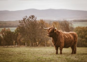 Why The Bulls Could Aim For A New Rally To $0.45 for XRP