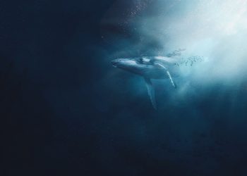 Why whales are interested in hodling despite price of Uniswap is down 25% from last month