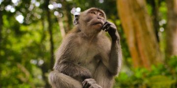 Did Binance’s auditor attest to the purported failure of the crypto audit?