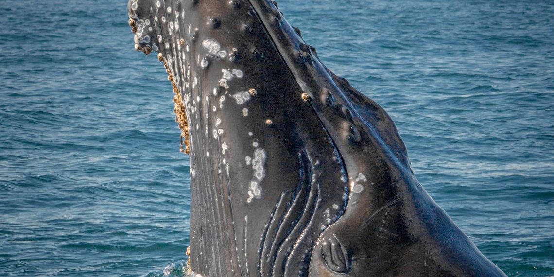 Bitcoin Whales Activated, Major Influencer Sees Bitcoin Soon Touching $25k to $30k