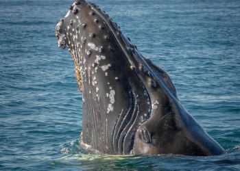 Bitcoin Whales Activated, Major Influencer Sees Bitcoin Soon Touching $25k to $30k