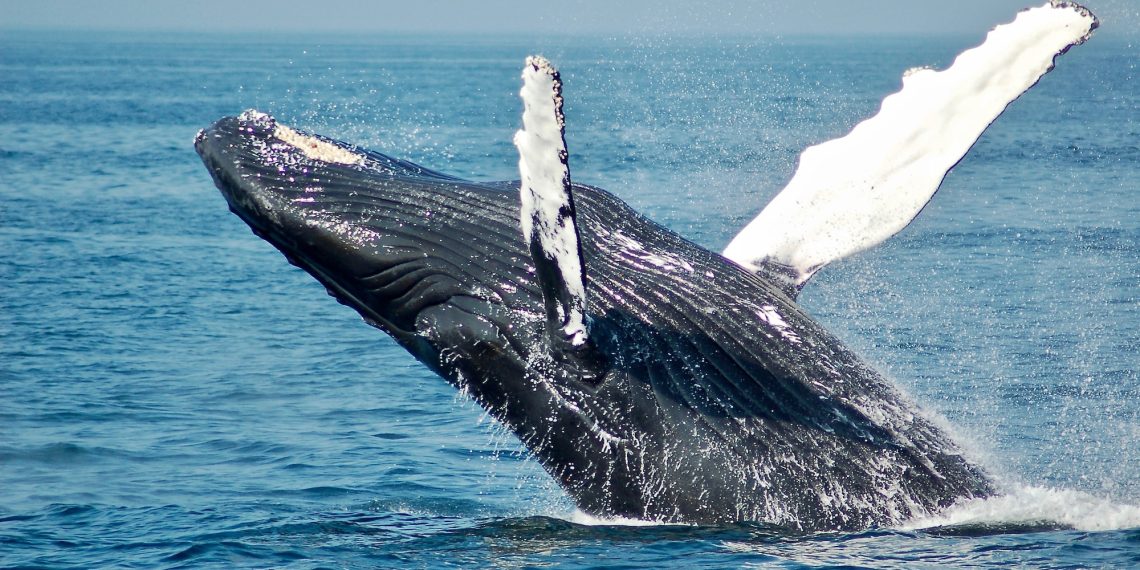 MATIC is the 2nd Most Favorite Token of top 5000 ETH Whales
