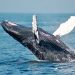 MATIC is the 2nd Most Favorite Token of top 5000 ETH Whales