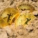 Bitcoin Price Drops Below $63K Amid Decrease in Whale Transactions